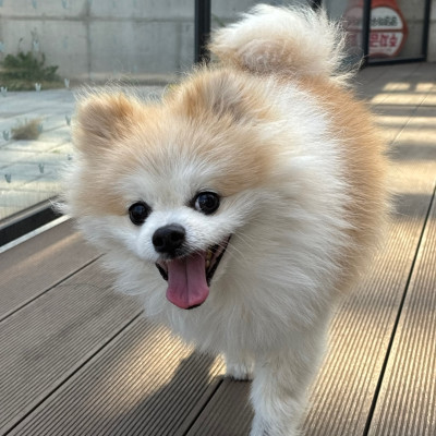 두유 입양 신청 일시 중단