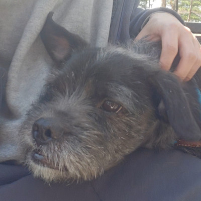 댕댕하우스 친구들 쓰담하기